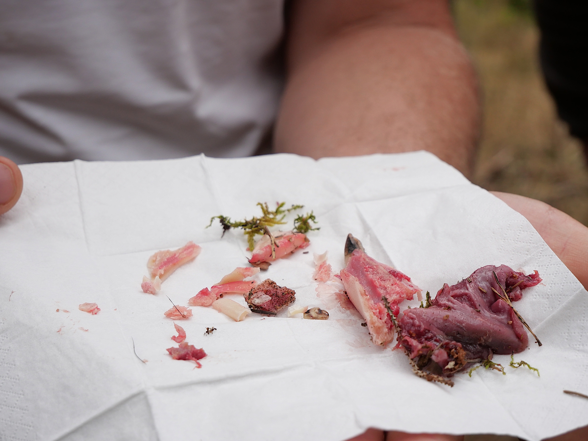 Ein Blatt Küchenpapier mit verschiedenen Fleischstücken und etwas grünem Moos darauf, gehalten von einer Hand.