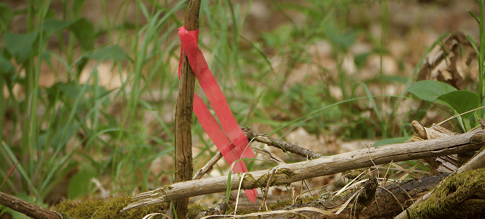 Roter Stoffstreifen um einen kleinen Baumstamm, umgeben von frischem Grün und Ästen im Wald.