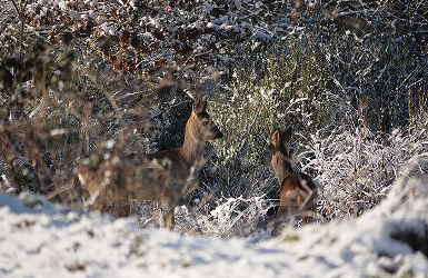 Zwei Rehe stehen im Schnee zwischen hohem Gras und Sträuchern. Die Umgebung ist winterlich und friedlich.