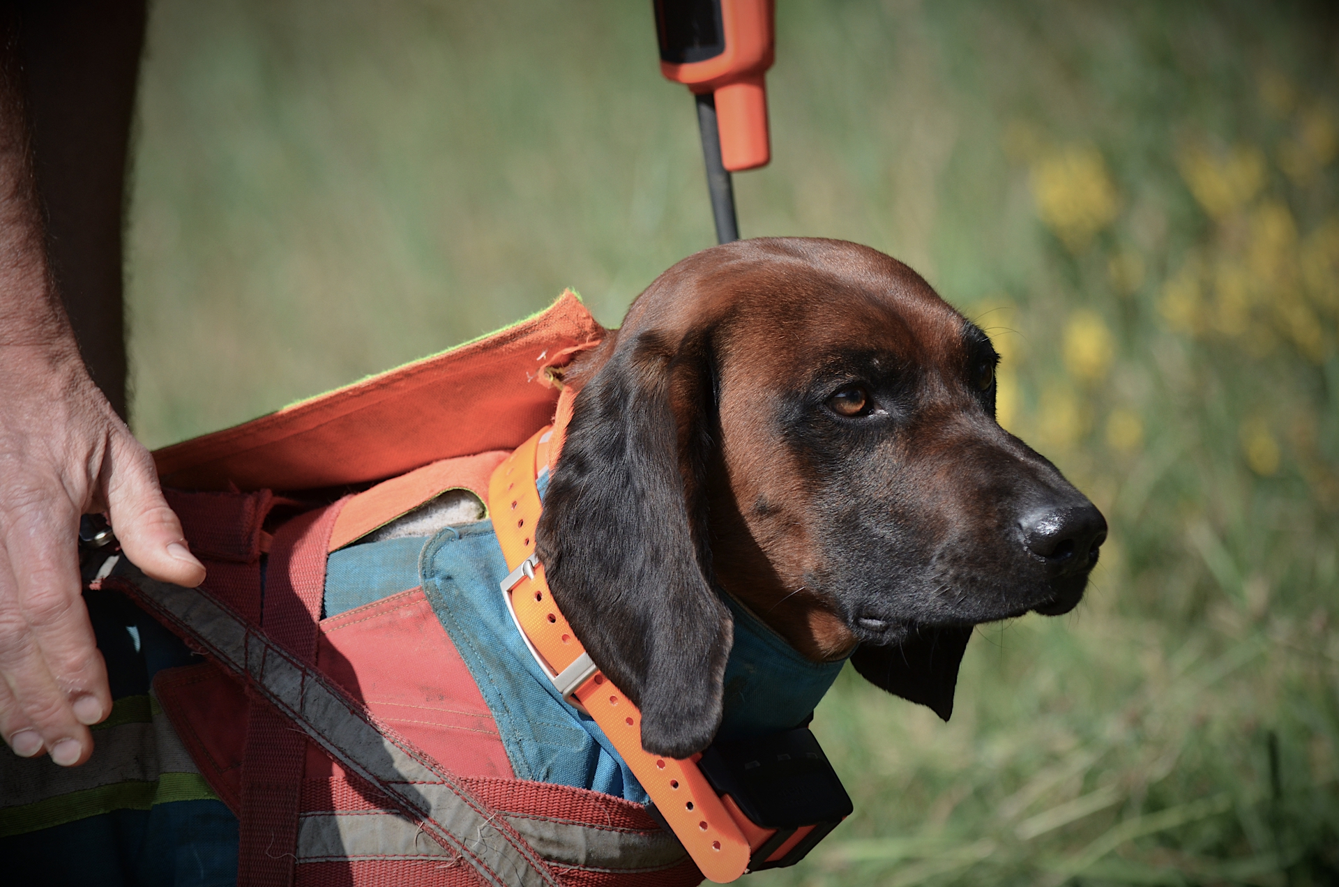 Nahaufnahme eines Hundes mit orangefarbener Halsband und einem spezialisierten Geschirr in einer grünen Umgebung.