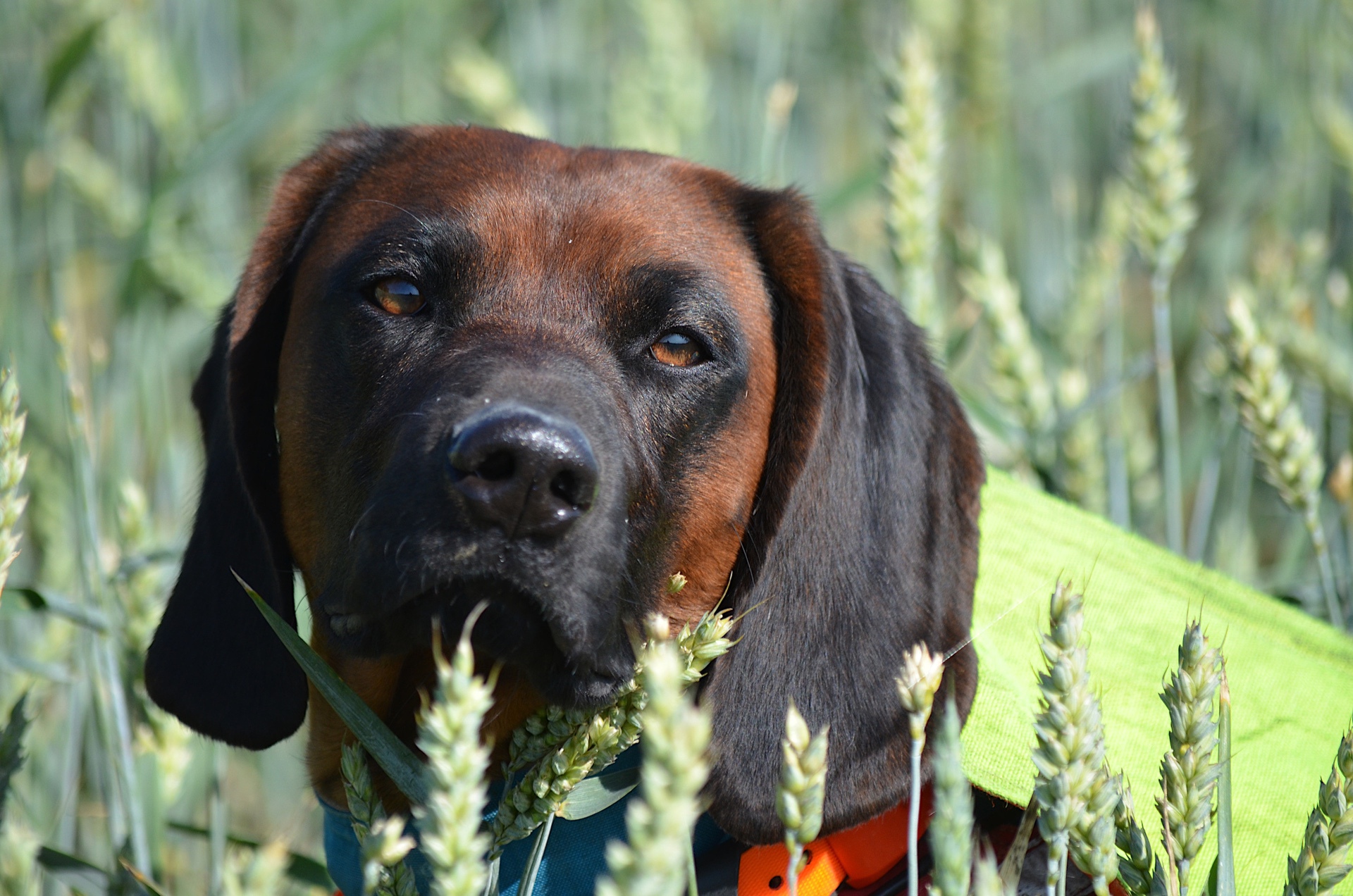 Ein Hund mit braunem Fell steht im hohen Gras und schaut direkt in die Kamera.