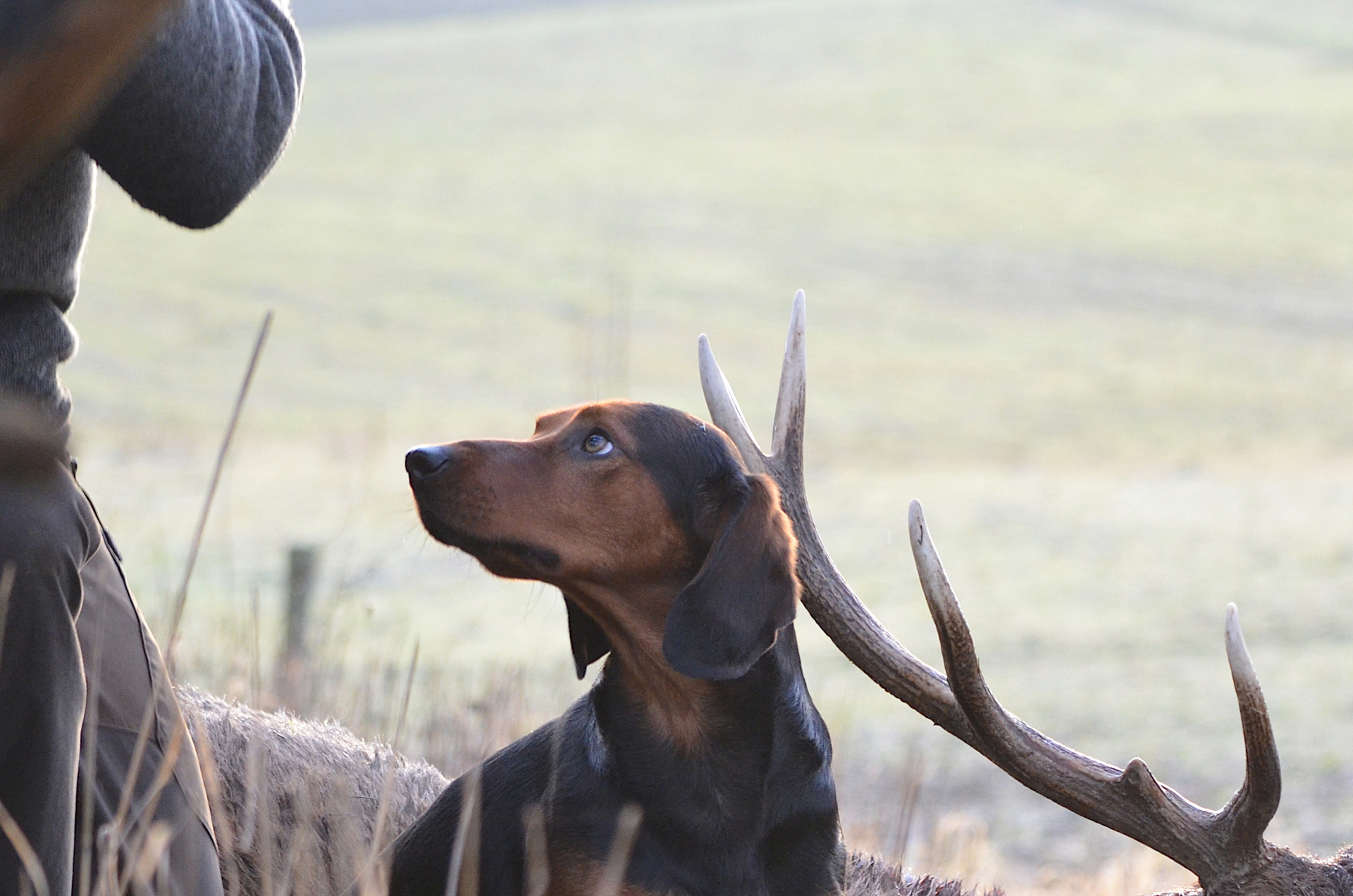 Ein Hund sitzt neben einem Geweih, blickt aufmerksam nach oben in die Richtung einer Person.