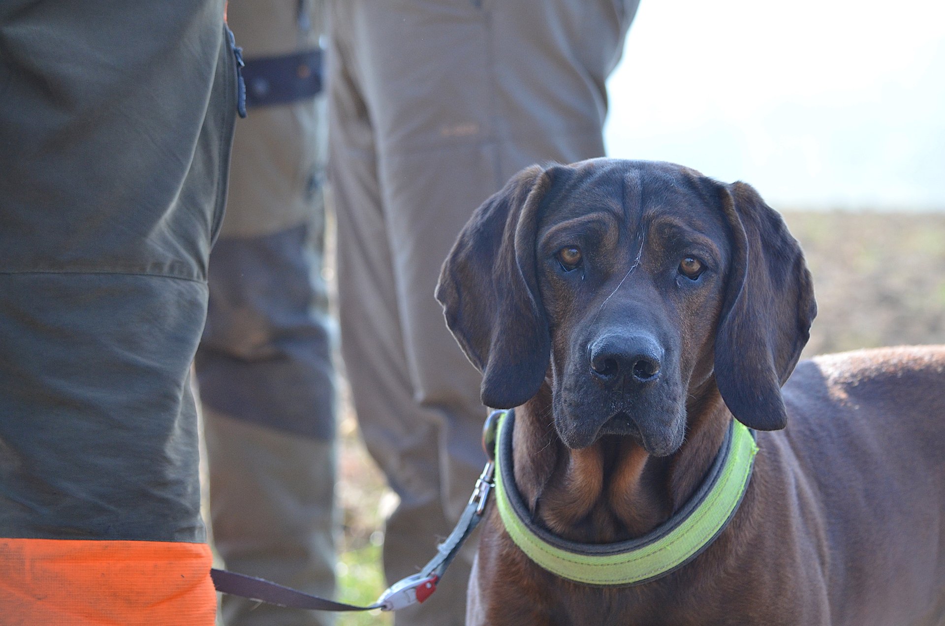 Ein Hund mit braunem Fell und grünem Halsband steht zwischen zwei Personen und schaut in die Kamera.