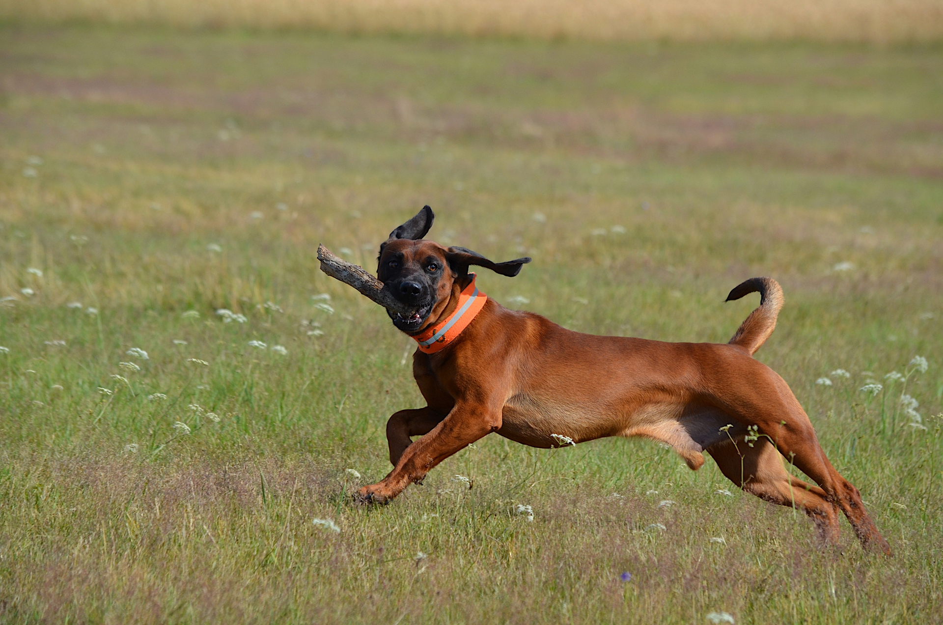 Ein brauner Hund mit orangefarbenem Halsband rennt fröhlich durch eine Wiese und trägt einen Stock im Maul.