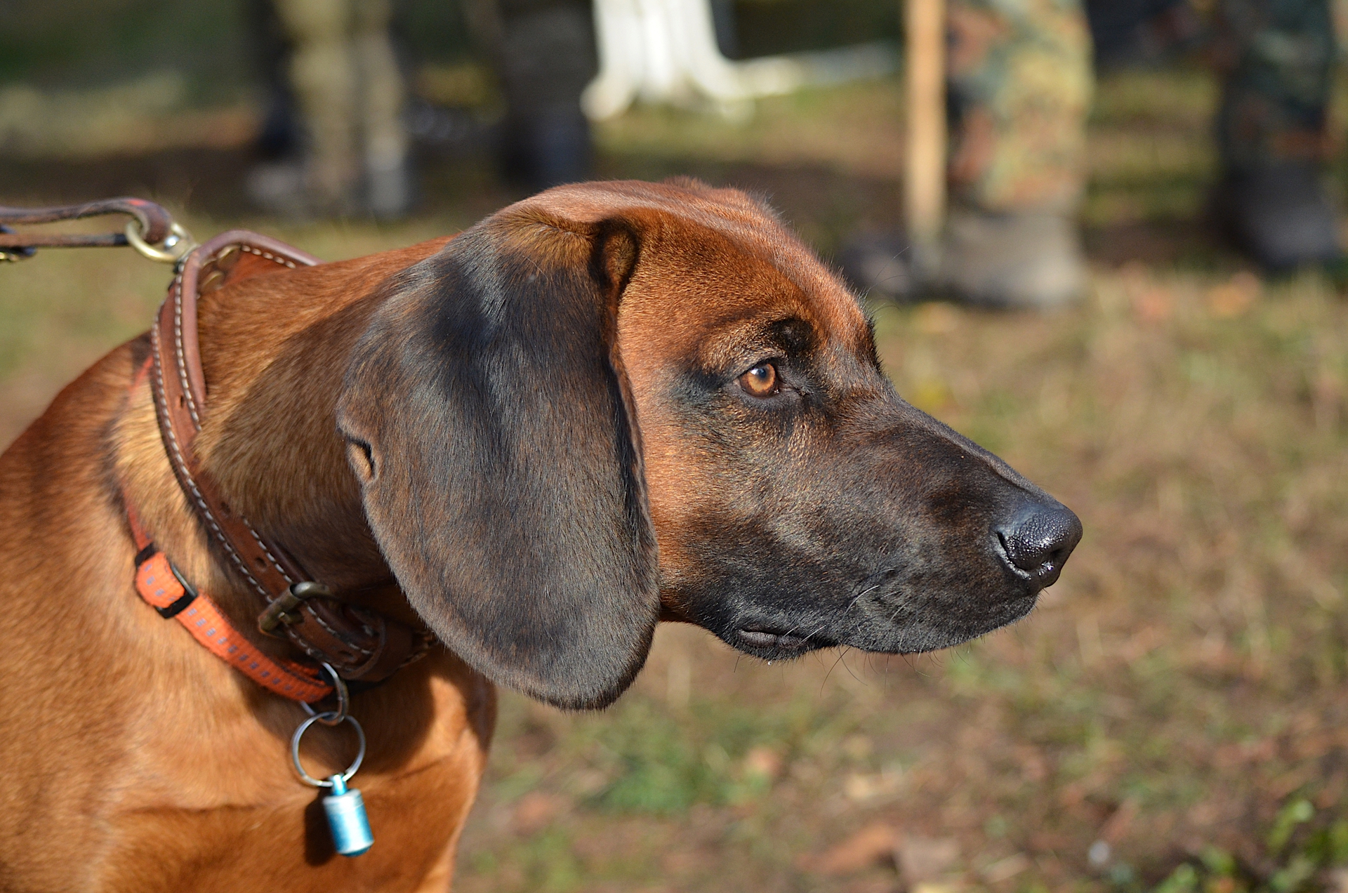 Nahaufnahme eines braunen Hundes mit einem Halsband, der aufmerksam in die Ferne schaut.