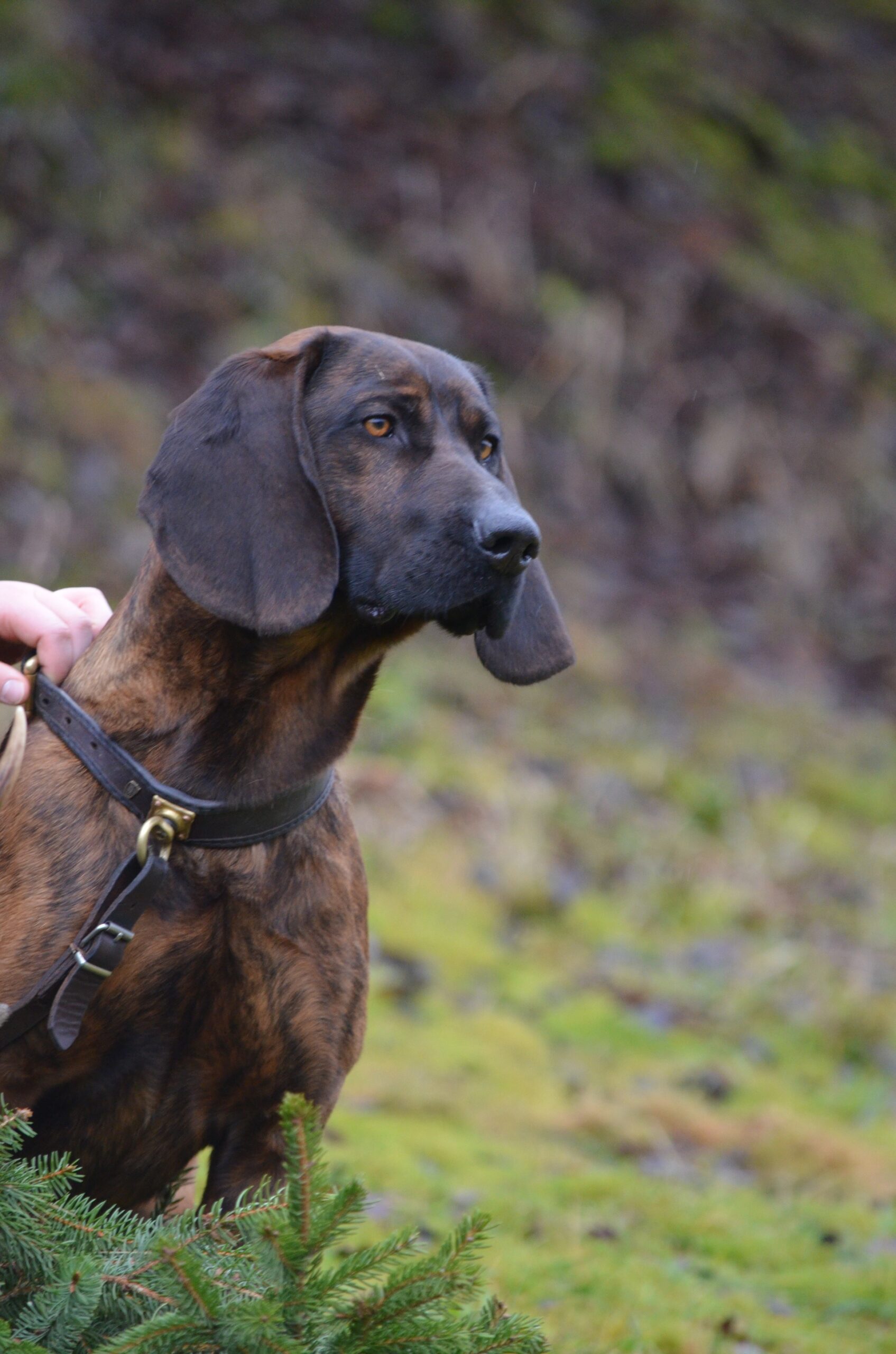 Ein brauner Hund mit langen Ohren steht in der Natur; eine Hand hält das Halsband des Hundes.