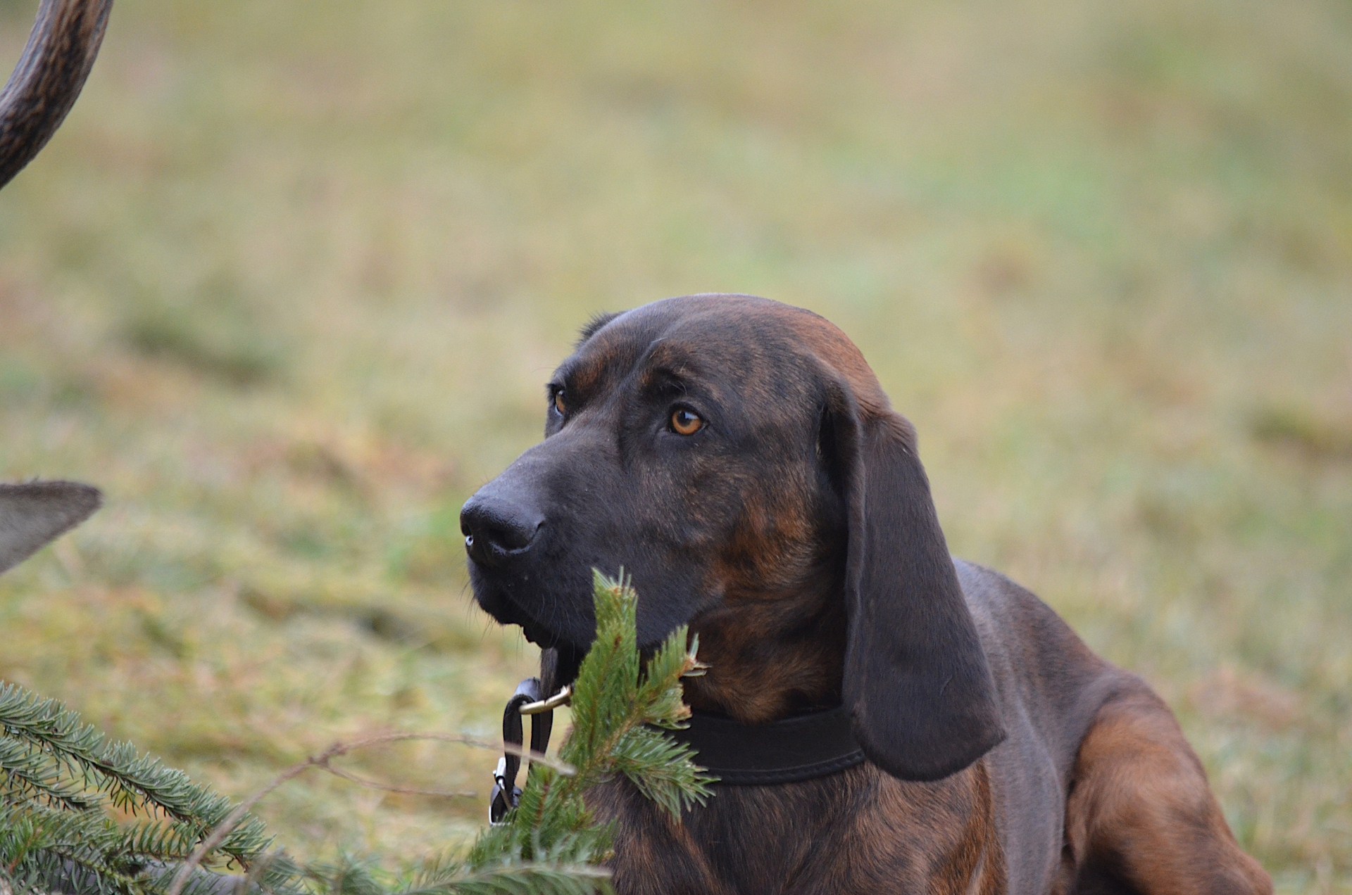 Ein brauner Hund sitzt im Gras und schaut aufmerksam, während er einen kleinen Zweig im Maul hält.