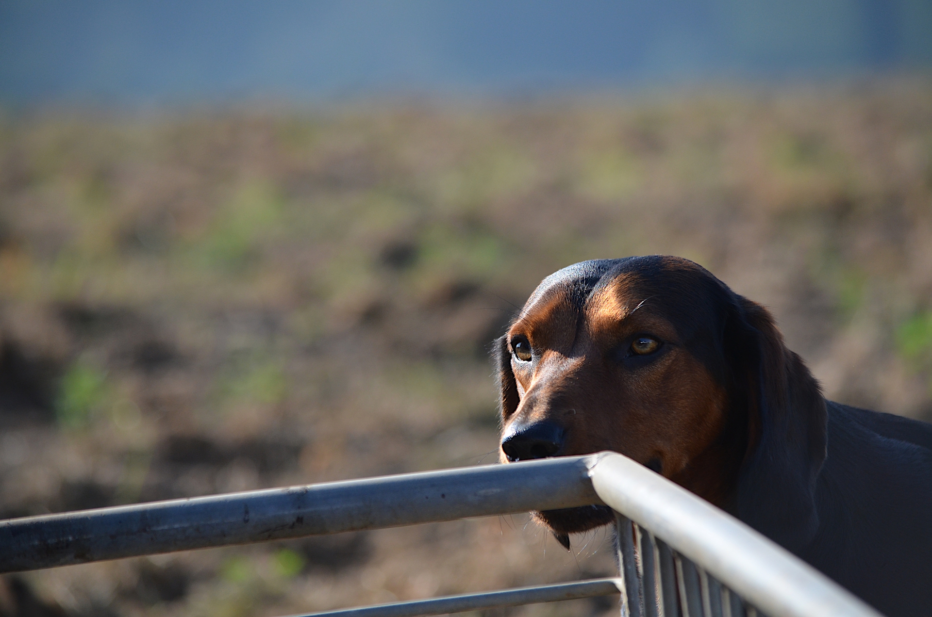 Ein Hund lehnt seinen Kopf auf ein Metallgitter, mit unscharfem Hintergrund einer trockenen Landschaft.