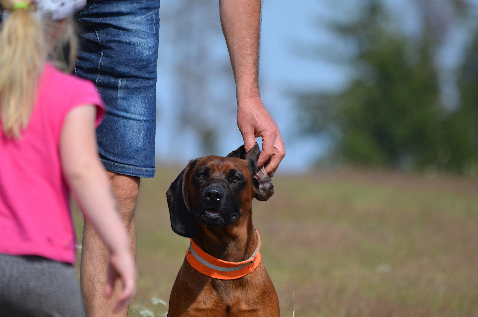 Ein Kind mit blonden Haaren nähert sich einem Hund, während ein Erwachsener dessen Ohr streichelt.