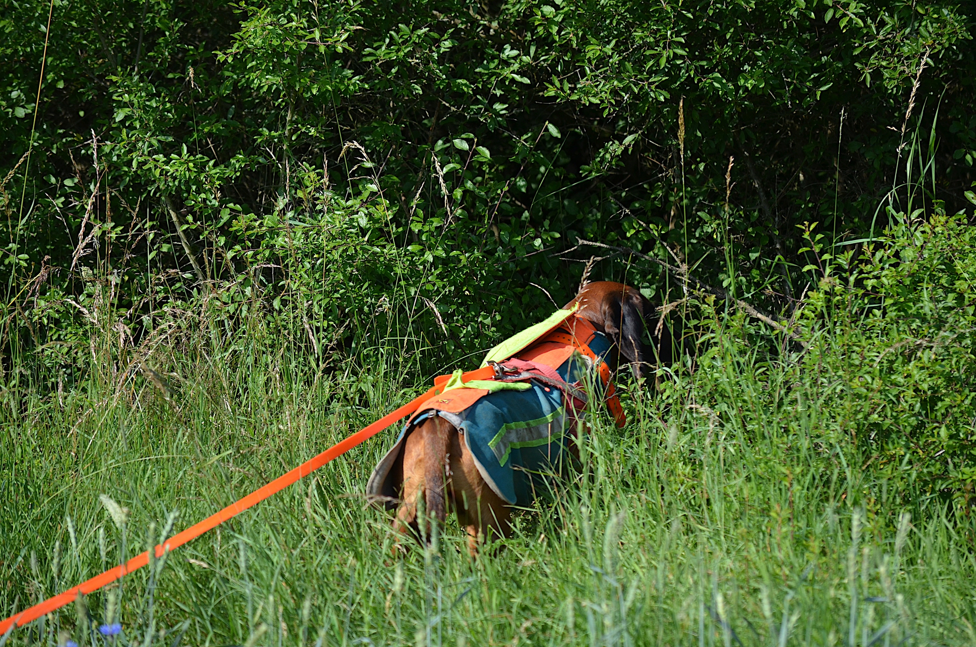 Ein Hund mit einem bunten Geschirr sucht im hohen Gras und dichten Gestrüpp.