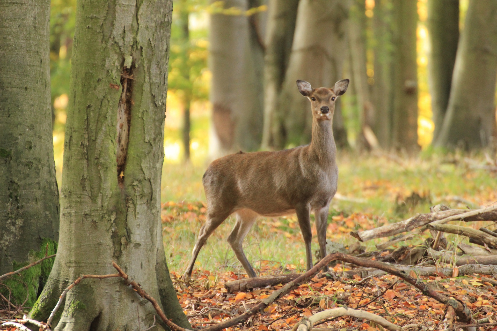 Ein Reh steht in einem herbstlichen Wald zwischen Bäumen und fallen Blättern.