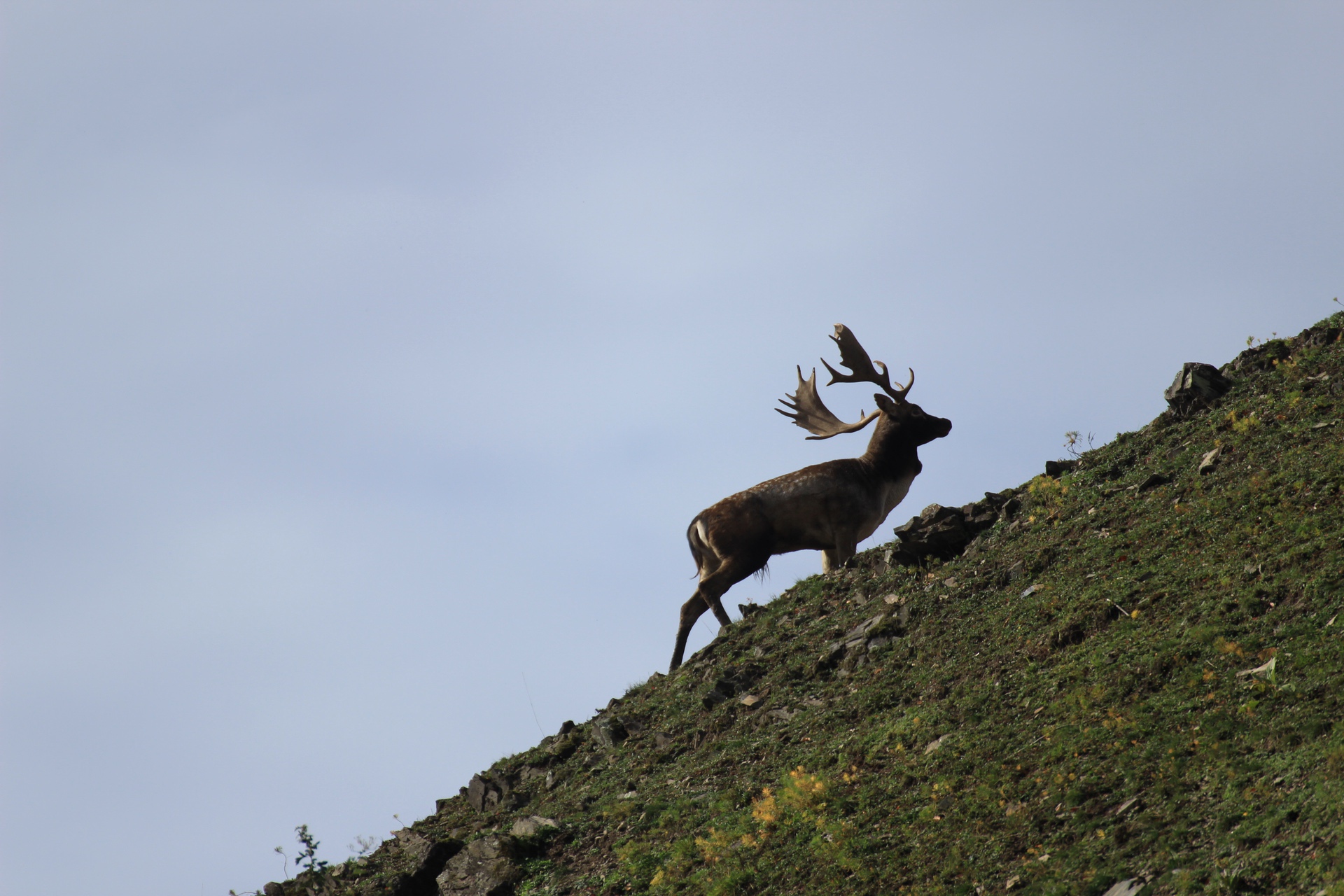 Ein Reh mit Geweih steht silhouettenartig auf einem steilen Hang vor einem klaren Himmel.