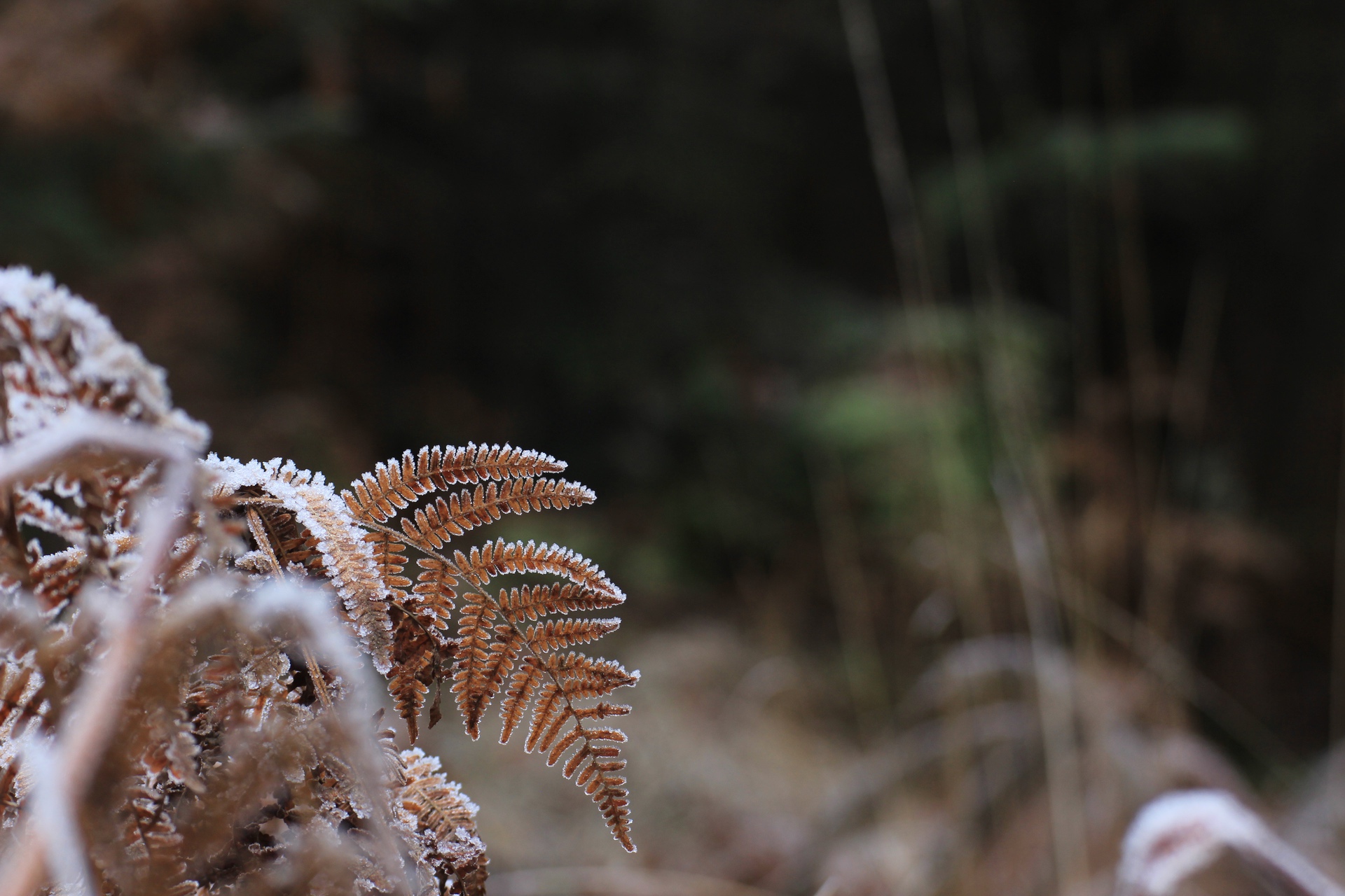 Frostbedeckte Baumfarnblätter im Vordergrund, unscharfer dunkler Wald im Hintergrund.