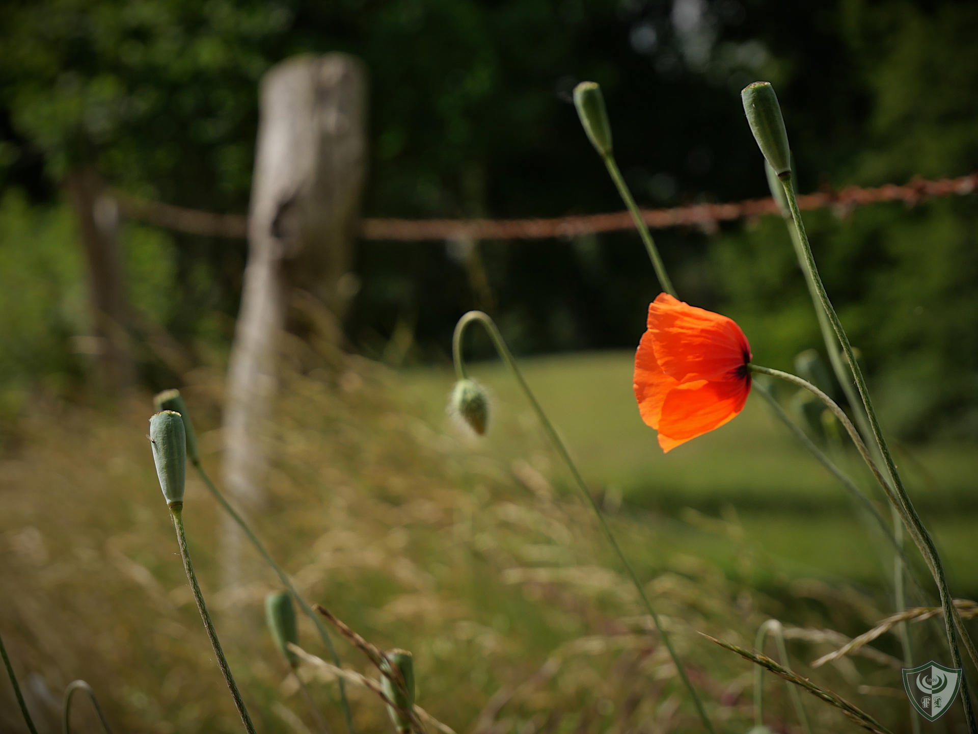 Ein leuchtend orange Mohnblume steht neben geschlossenen Knospen vor einem unscharfen, grünen Hintergrund.