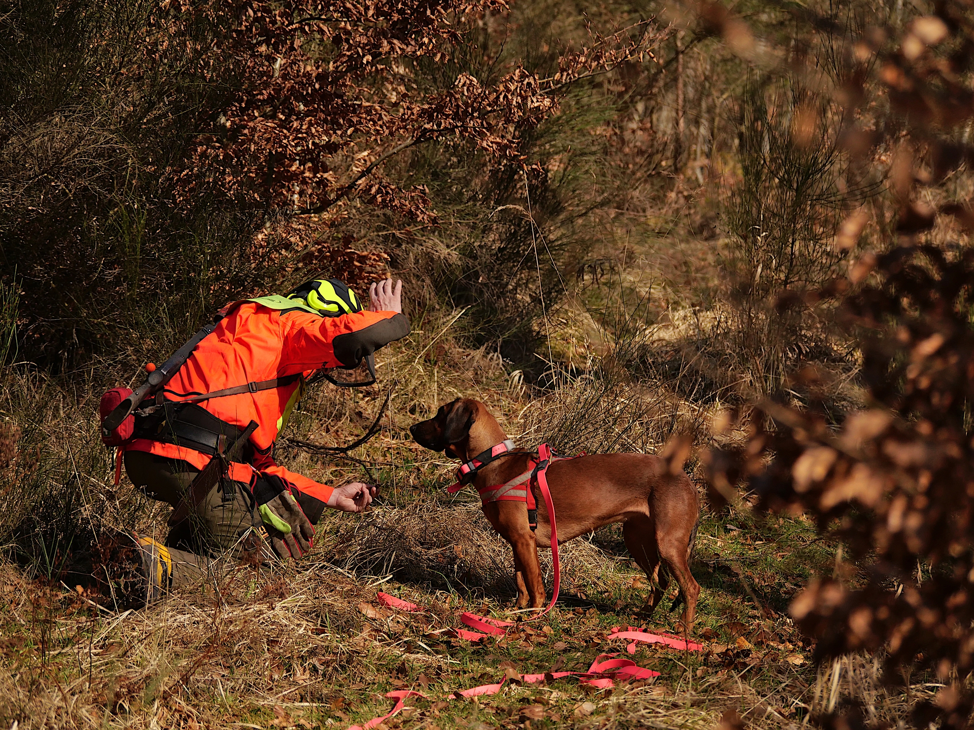 Ein Mensch in leuchtendem Orange kniet neben einem Hund im Wald und interagiert mit ihm.