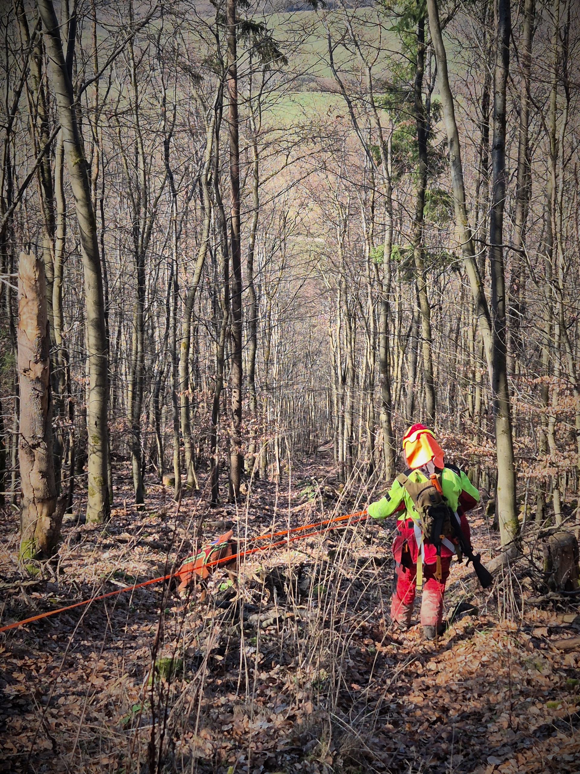 Waldarbeiter zieht eine orangefarbene Schnur durch einen sich verjüngenden Wald mit kahle Bäume im Vordergrund.