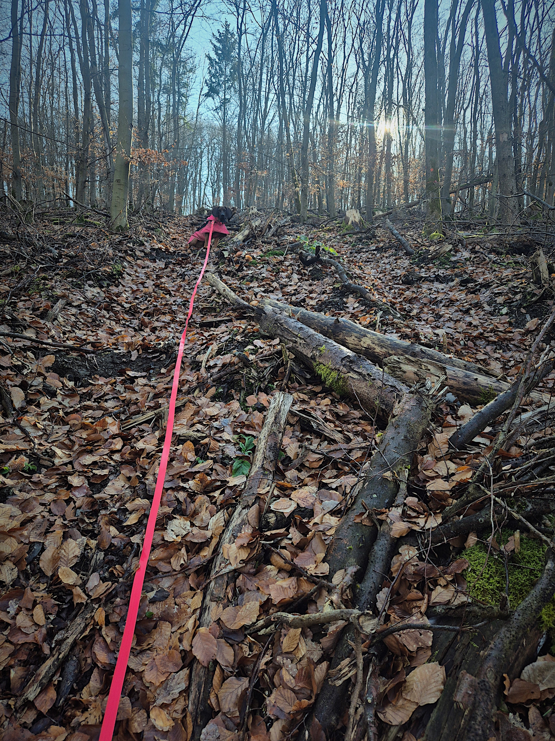 Ein Pfad im Wald mit Laub und Holzstämmen, der zu einem Hund führt, der an einer roten Leine zieht.