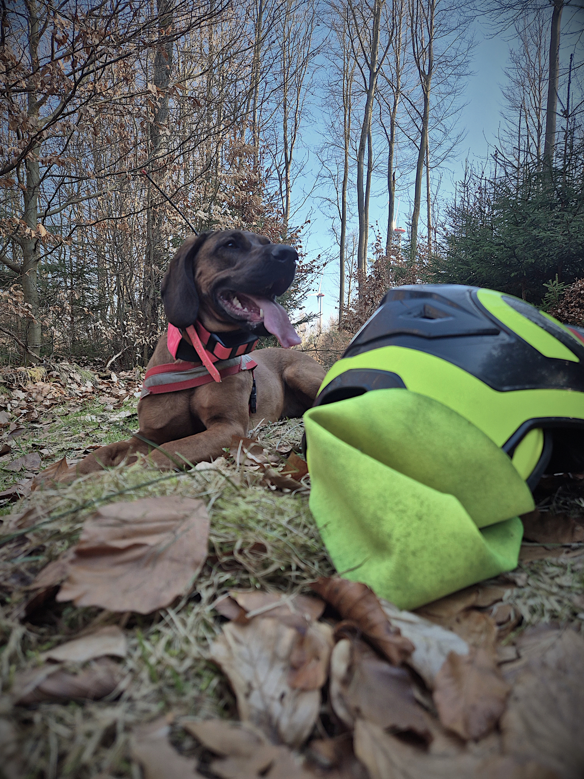 Ein Hund mit rotem Geschirr liegt entspannt im Laub neben einem bunten Ball und Bäumen im Hintergrund.
