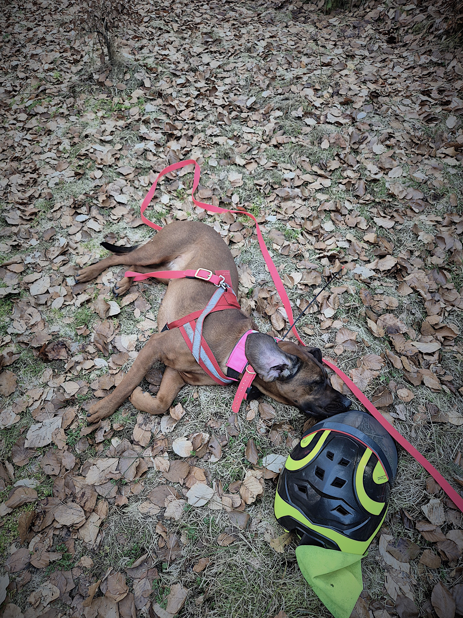 Ein brauner Hund liegt auf dem Boden zwischen trockenen Blättern und schnüffelt an einem Helm.