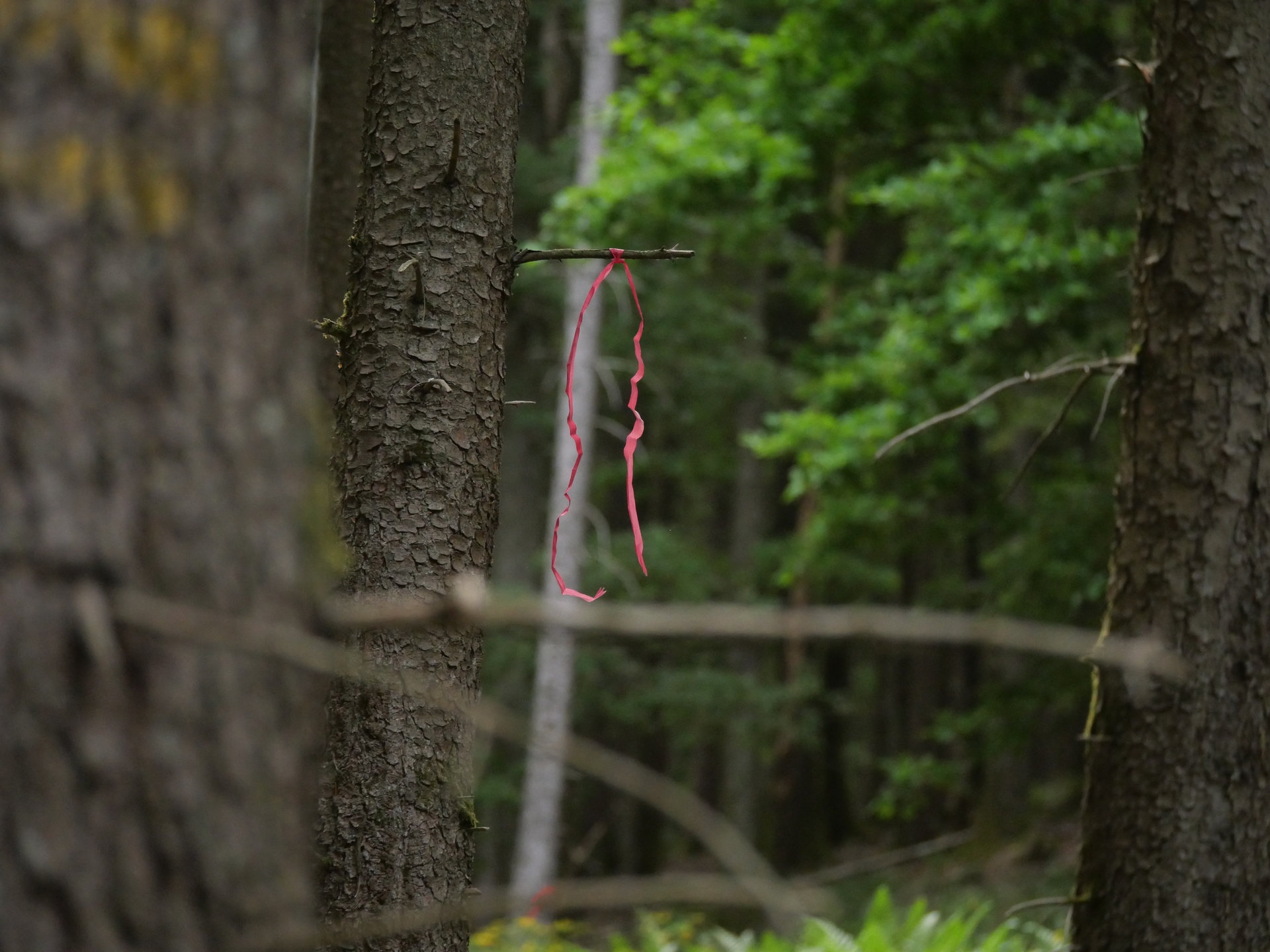 Ein pinkes Band hängt an einem Ast zwischen Bäumen im Wald, umgeben von grüner Vegetation.