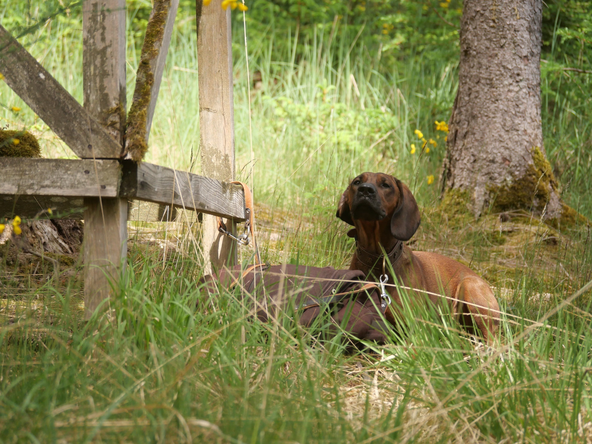 Ein Hund liegt entspannt im Gras unter einem Baum, angebunden an einer stabilen Holzstruktur.