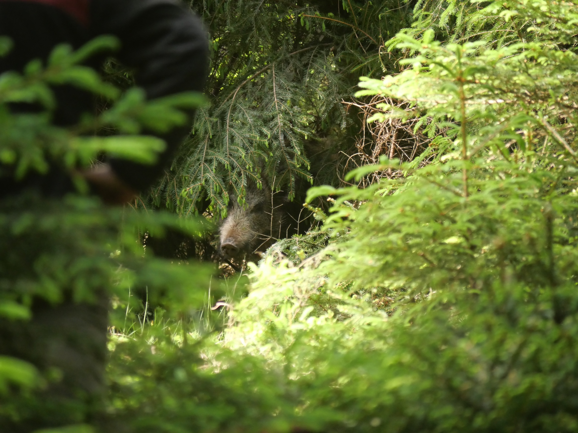 Ein Mensch steht neben dichtem Grün im Wald, während im Hintergrund ein Tier, möglicherweise ein Wildschwein, sichtbar ...